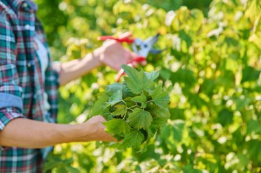 Bahçe bahçesinde kuşüzümü budama işi yapan budama makası olan bir kadın. Kök salmak için malzeme kesmek, verimi artırmak için çalı bakımı