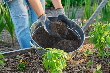 Humus, gübre, bahçıvanın elinde koyu ıslak verimli toprak. Organik tarım, bahçıvanlık, ekme, gübreleme, tarım ekolojisi kavramı