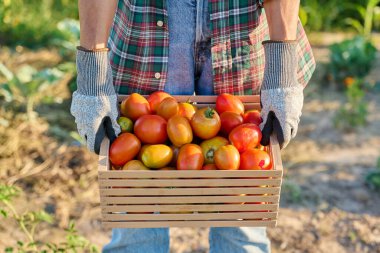 Tahta kutuda olgun kırmızı domates hasadı sebze bahçesindeki kadının ellerinde. Çiftçi pazarı, organik tarım bahçıvanlığı hasat, yaz sonbahar hasadı, sağlıklı ekolojik gıda yeme konsepti.