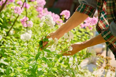 Yaz güneşli çayır tarlaları çiçek açan paniklemiş çalılarla doludur. Beyaz fenik çalılarını gösteren dişiler. Doğal manzaralar, manzara tasarımı, doğa, yaz konsepti.