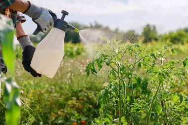 Açık hava yatağında el spreyi şişesinden domates suyu sıkmak. Mantar hastalıklarına karşı biyolojik hazırlıklar, böcek parazitleri. Çiftçilik tarım bahçıvanlığı koruma önleme
