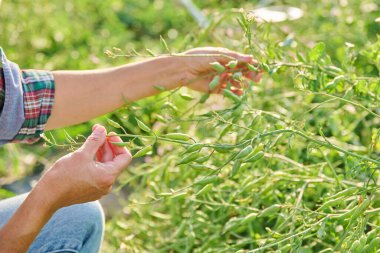 Tohumlar için turp yetiştiriyorum, sebze bahçesinde yeşil turp tohumlarını gösteren eller.
