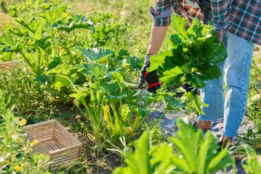 Eski kabak yapraklarını kesen kadın bahçe budama makası, havalandırma, bakım, kabak çalısı önleme. Çiftçi pazarı, organik bahçecilik, bahçıvanlık, hasat, tarım konsepti