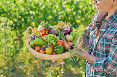 Bahçedeki dişinin elinde taze sebze hasadı, yenilebilir çiçekler olan yakın çekim sepeti. Çiftçi pazarı, organik tarım bahçıvanlığı yaz hasadı, sonbahar hasadı sağlıklı eko yiyecekler.