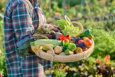 Bahçedeki dişinin elinde taze sebze hasadı, yenilebilir çiçekler olan yakın çekim sepeti. Çiftçi pazarı, organik tarım bahçıvanlığı yaz hasadı, sonbahar hasadı sağlıklı eko yiyecekler.