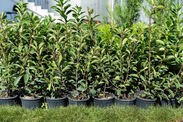Árvores Ornamentais Arbustos Vasos Estão Prontos Para Plantio Território Casa — Fotografia de Stock