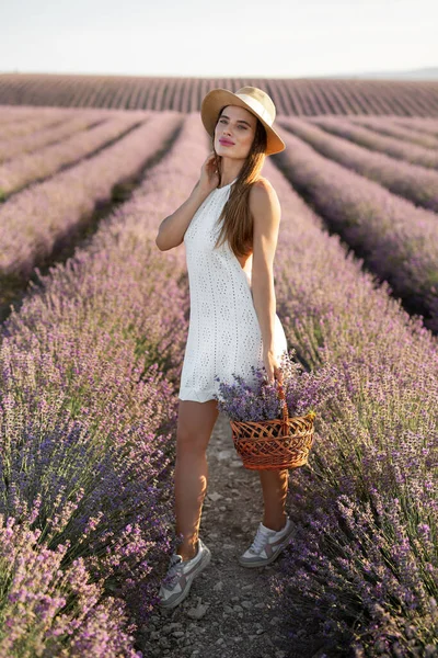 Gün Batımında Provence Lavanta Tarlasında Çiçek Dolu Bir Sepetle Hasat — Stok fotoğraf