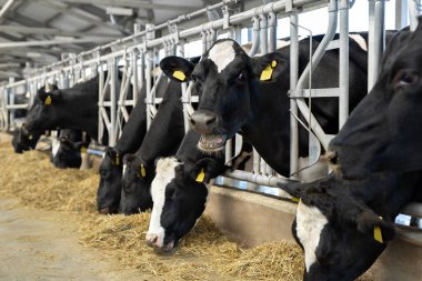 Siyah ve beyaz inekler çiftlikte, kapalı bir ahırda otluyor.