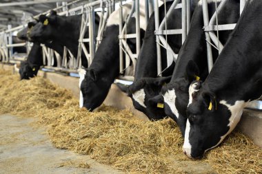 Siyah ve beyaz inekler çiftlikte, kapalı bir ahırda otluyor.