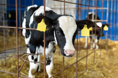 İnek ahırında poz veren şirin bir buzağı. Çiftlikteki çocuk odası. Genç buzağıya yaklaş, yeni doğmuş bebek inek