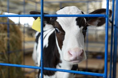 İnek ahırında poz veren şirin bir buzağı. Çiftlikteki çocuk odası. Genç buzağıya yaklaş, yeni doğmuş bebek inek