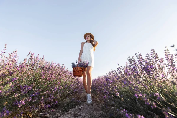 Gün Batımında Provence Lavanta Tarlasında Çiçek Dolu Bir Sepetle Hasat — Stok fotoğraf