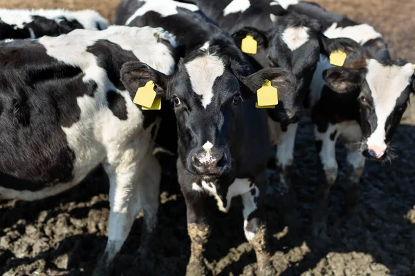 Krowy Farmie Oborze Wybiegu — Zdjęcie stockowe