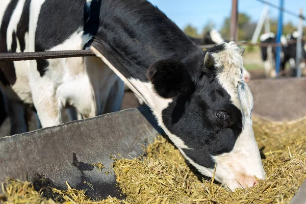 Корови Фермі Весло Фоні Блакитного Неба — стокове фото