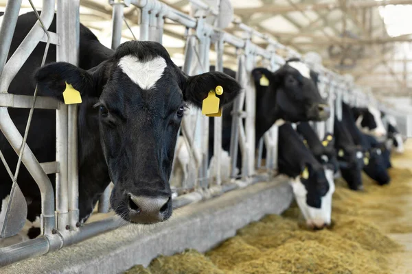Корови Фермі Чорно Білі Корови Їдять Сіно Стайні — стокове фото