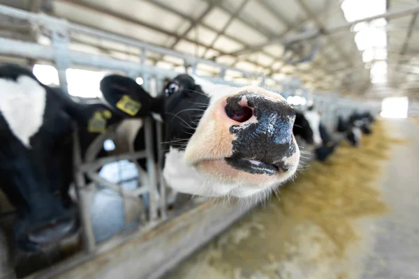 Zbliżenie Pyska Krowy Stojącej Stodole Farmie — Zdjęcie stockowe