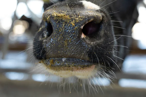 Крупный План Намордника Коровы Стоящей Сарае Ферме — стоковое фото