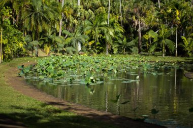 Duş şeklindeki nilüfer çiçeği Sör Seewoosagur Ramgoolam Botanik Bahçesi, Pamplemousse, Mauritius