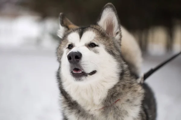 Perro Siberiano Husky Invierno Bosque —  Fotos de Stock