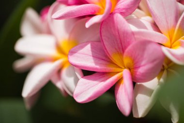 Frangipani çiçekleri güzel Plumeria 'yı kapatır. Yeşil yapraklı Tayland frangipani çiçeklerine hayranım. Tayland spa ve terapi çiçeği