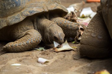 Birçok dev kaplumbağa sebze yer. Mauritius, Vanilya