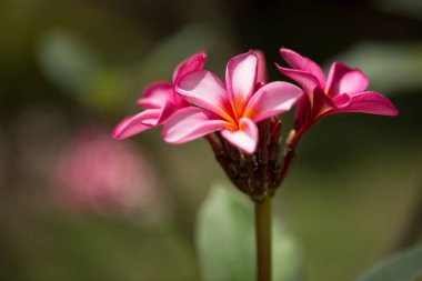 Tesisat ağacında pembe tesisat, frangipani tropikal çiçekleri.