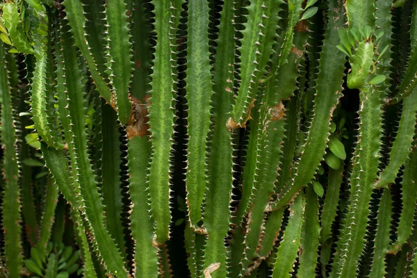 Piantagione Cactus Verdi Sull Isola — Foto Stock