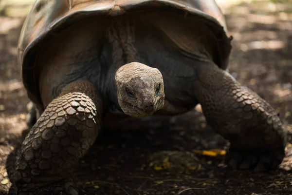 Гигантская Черепаха Зоопарке Маврикии — стоковое фото