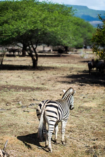 Een Kudde Zebra Het Wild Mauritius — Stockfoto