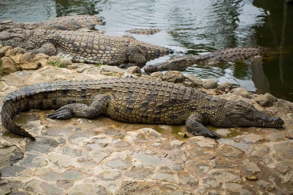 Crocodiles Vanilla Reserve Mauritius — Stock Photo, Image