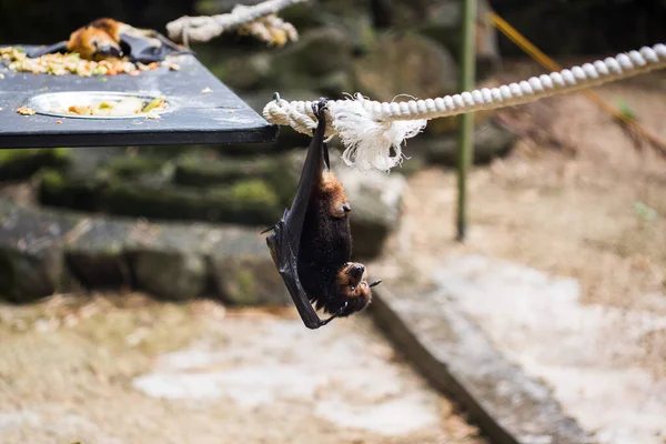 Los Murciélagos Están Colgados Jaula Del Zoológico Zorro Volador Gigante — Foto de Stock