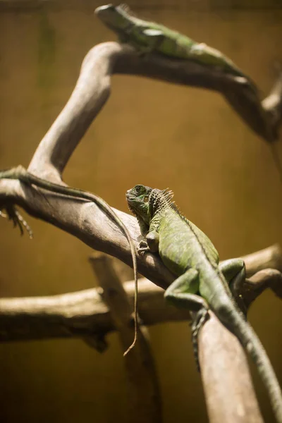 Una Iguana Verde Sobre Madera Deriva Terrario —  Fotos de Stock