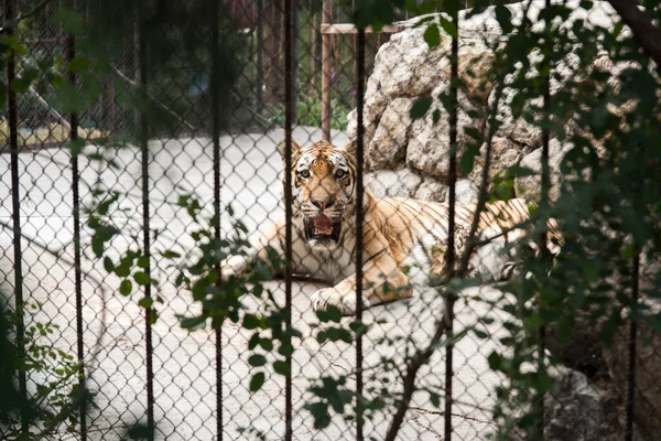 Wild Agressive Tiger Zoo — Stock Photo, Image