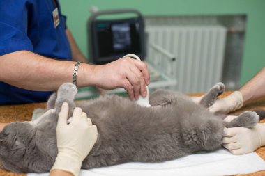 Veteriner klinikte ultrason yapıyor.