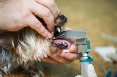 Veteriner ameliyatı, anestezi solunum devresini köpek ağzına ayarlamak.