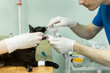 Veteriner ameliyatı, anestezi solunum devresini kedi ağzına ayarlamak.