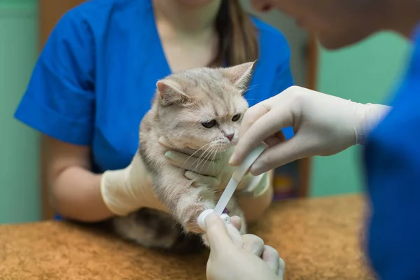 Veterinär Som Placerar Kateter Katt Kliniken — Stockfoto