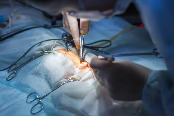 Állatorvos Sterilizálásra Végzi Műtétet Macska Műtőasztalon Egy Állatorvosi Klinikán Macska — Stock Fotó
