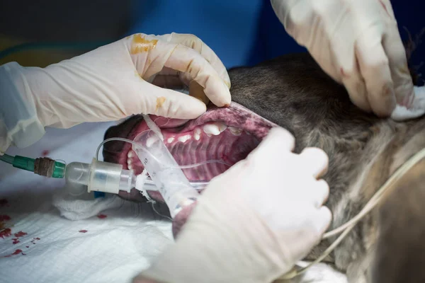 Ветеринар Перевіряє Зуби Собак Під Час Операції — стокове фото