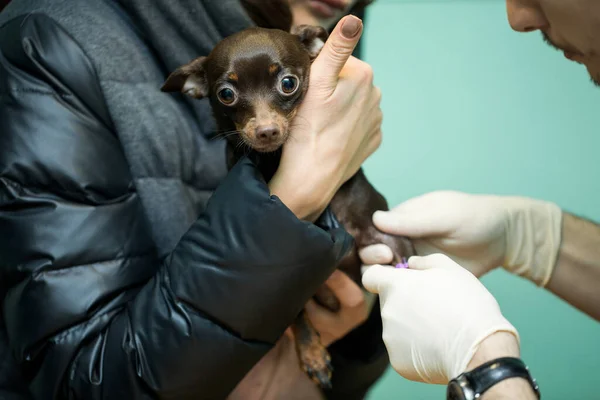 Veterinärklinik För Hundar Med Kateter — Stockfoto