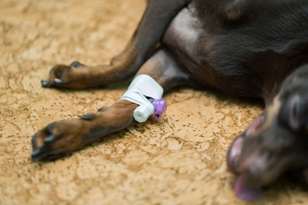 Hond Een Dierenkliniek Onder Verdoving — Stockfoto
