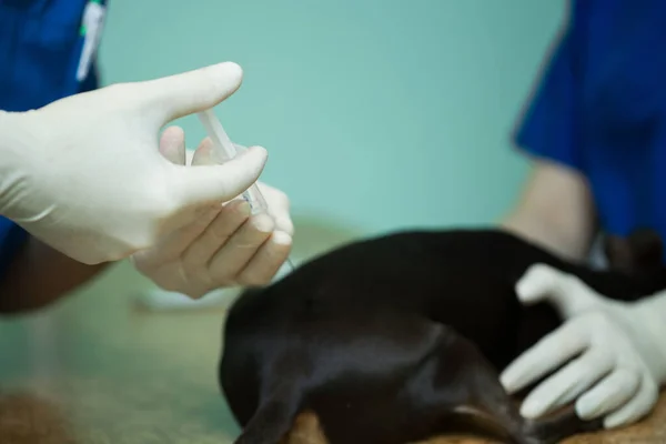 Veterinary surgeon is giving the vaccine to the dog