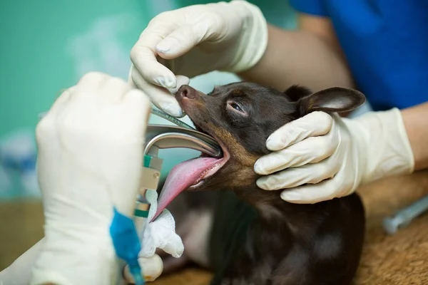 Κτηνίατρος Χειρουργική Επέμβαση Βάζοντας Αναισθησία Κύκλωμα Αναπνοής Που Στο Στόμα — Φωτογραφία Αρχείου