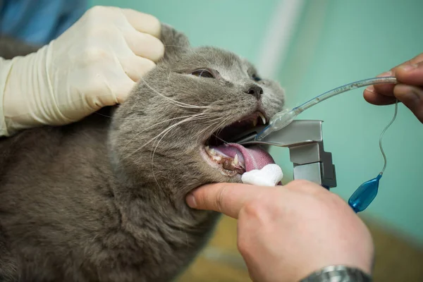 Veterinární Chirurgie Uvedení Anestezie Dýchací Okruh Nastaven Ústa Kočky — Stock fotografie