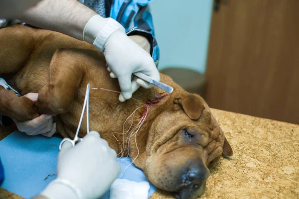 Veterinarian doing surgery on the neck of the dog breed Shar Pei