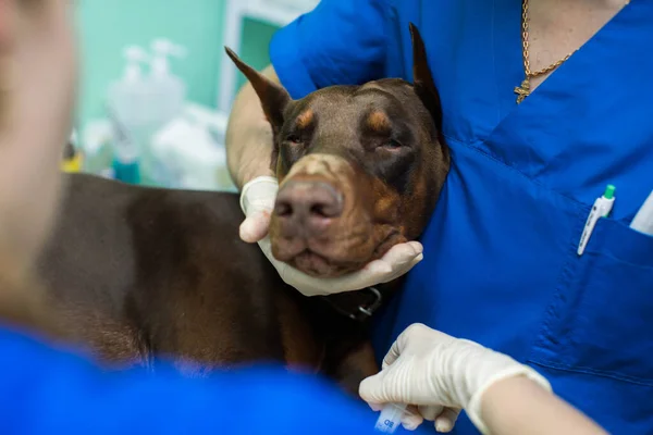 Dog under anesthesia before surgery