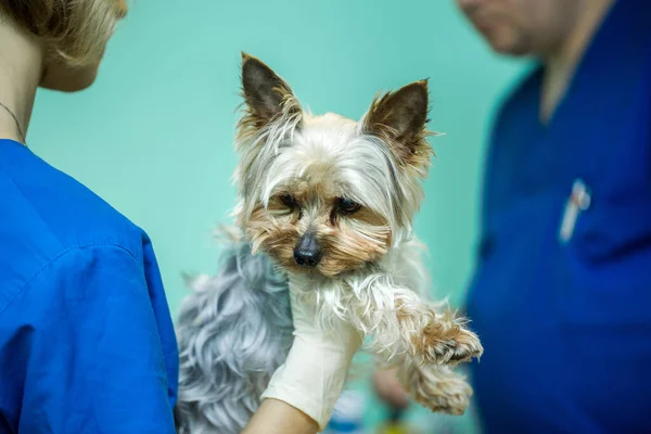 Veterinärklinik För Hundar Med Kateter — Stockfoto
