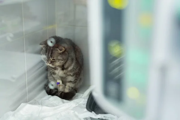 중환자실에 고양이 내리는 병원에 — 스톡 사진