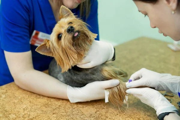 Veterinären Sätter Kateter Hunden Veterinärkliniken — Stockfoto