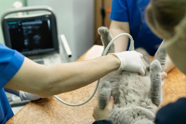 Veteriner klinikte ultrason yapıyor.